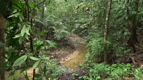 Rainforest stream, Malaysia Stock Footage 140834541