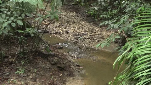 Rainforest stream, Malaysia Stock Footage 140834573