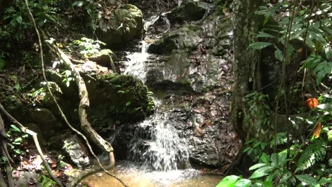 Rainforest stream, Malaysia Stock Footage 159636127