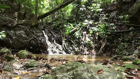 Rainforest stream, Malaysia Video stock 159636176