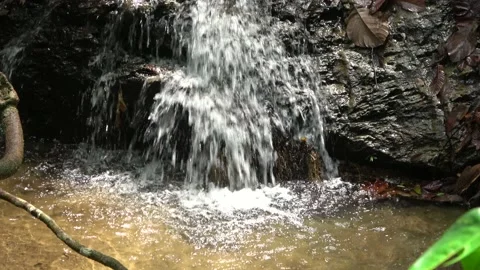 Rainforest stream, Malaysia Stock Footage 159636190