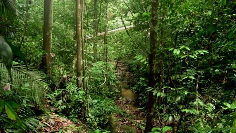 Rainforest stream, Malaysia Stock Footage 159636197