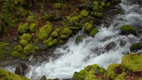 Rainforest stream, mossy forest, Olympic National Park Video stock 101717121