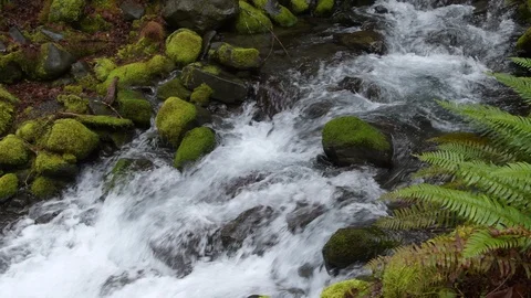 Rainforest stream, Olympic National Park Video stock 101717110