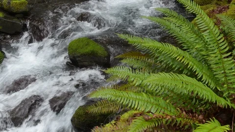 Rainforest stream, Olympic National Park Video stock 101717134