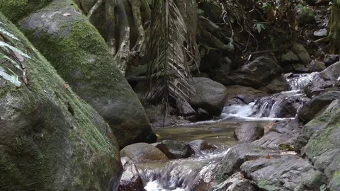 Rainforest stream, Perak, Malaysia. Stock-Footage 70788810