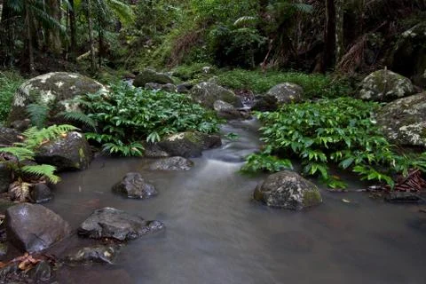 Rainforest stream Stock Photos