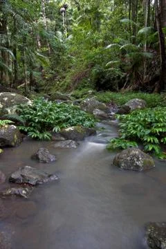 Rainforest stream Stock Photos