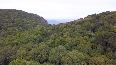 Rainforest Subtropical Aerial Forward Tracking 1 Stock Footage 154383335