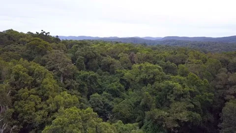 Rainforest Subtropical Aerial Forward Tracking 2 Stock Footage 154383346