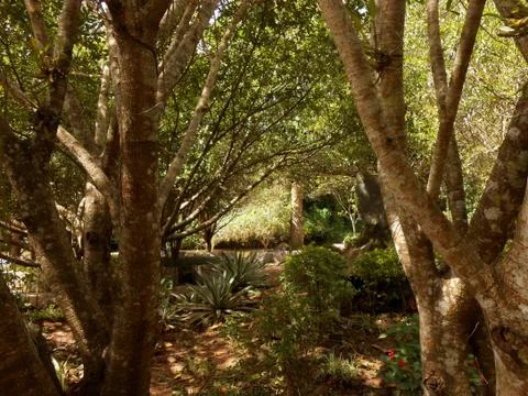 The rainforest in the summer Stock Photos