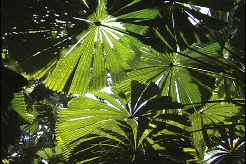 Rainforest Sun on palm fronds Stock Footage 466610