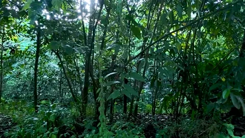 Rainforest with the sun peaking through the trees Video stock 164696663