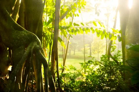 Rainforest with sun rays and flare 写真素材