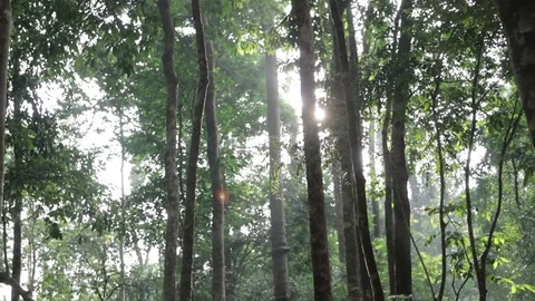 Rainforest sunbeam. Dolly shot Stock Footage 79298595