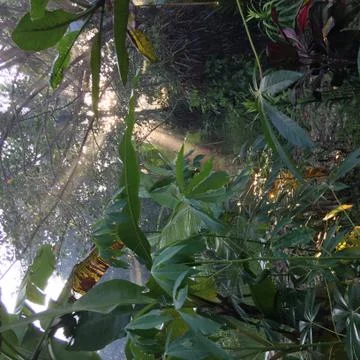 Rainforest sunlight Stock Photos