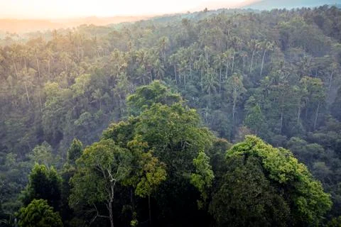 Rainforest at sunrise Stockfoto's