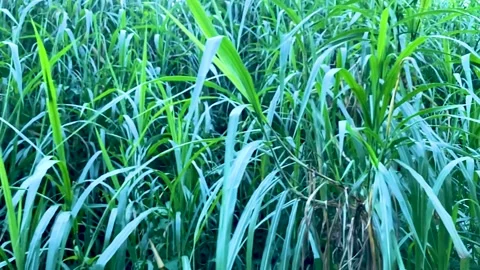 Rainforest tall grass pan slow-motion shot Video stock 164676940