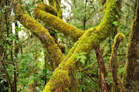 Rainforest Tenerife Stock Photos