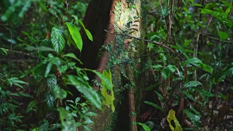 Rainforest textures of vines climbing tree trunk Stock Footage 307877603