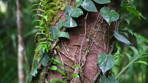 Rainforest textures of vines climbing tree trunk Stock Footage 307877604