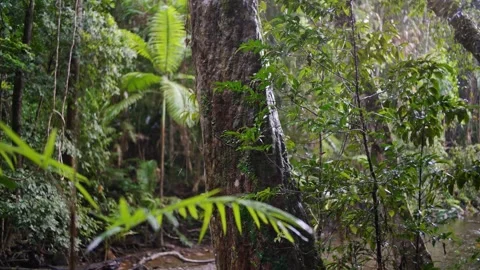 Rainforest textures while raining in Daintree Stock Footage 307877610