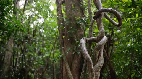 Rainforest textures while raining in Daintree Stock Footage 307877614