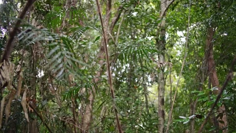 Rainforest textures while raining in Daintree Stock Footage 307877616