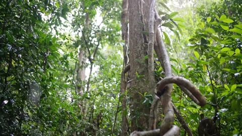 Rainforest textures while raining in Daintree Stock Footage 307877619