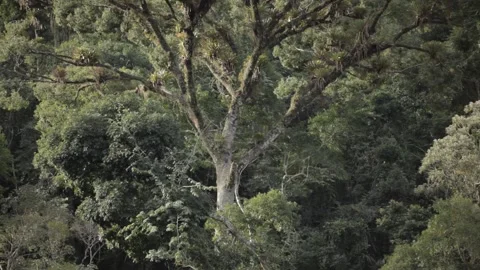 Rainforest three patterns water surface Stock Footage 169082765