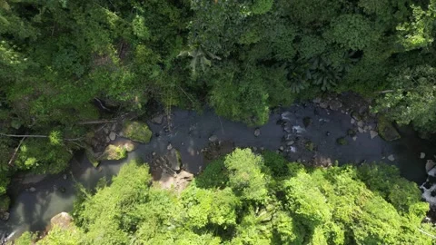 In the rainforest, through thickly growing trees bends of the river. Stock Footage 237480483