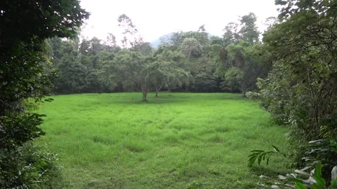 Rainforest thunderstorm, Malaysia Stock Footage 303780244