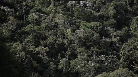 Rainforest tilt Stock Footage 169082477