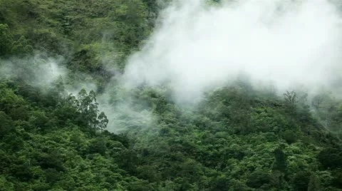 Rainforest timelapse Stock Footage 10914939