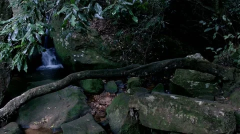 A rainforest tracking shot by slider Stock Footage 68417743