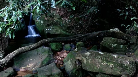 A rainforest tracking shot by slider Stock Footage 68418082