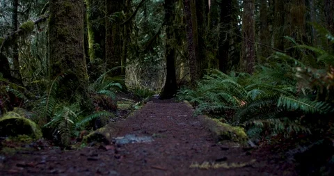 Rainforest Trail - Beautiful PNW Scene Stock Footage 100600569