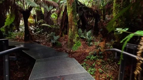 Rainforest Trail Walk in Melbourne Vídeos de archivo 301588955
