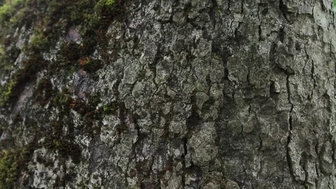 Rainforest tree bark Stock Footage 77047624