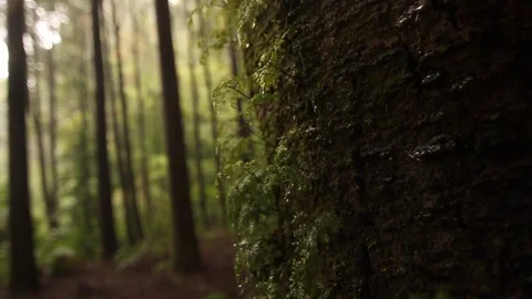 Rainforest tree branch Stock Footage 77049093