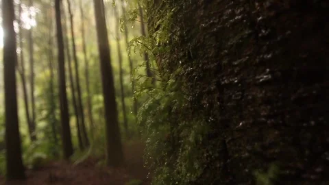 Rainforest tree branch Stock Footage 77049095