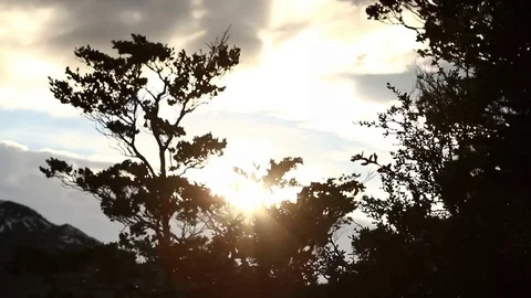 Rainforest tree branch Stock Footage 77049100