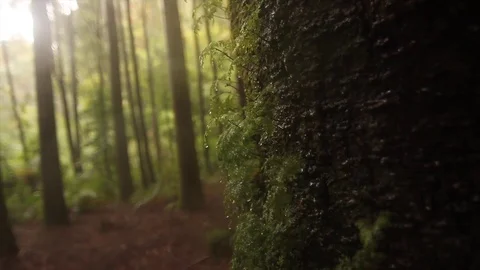 Rainforest tree branch 스톡 동영상 77049102