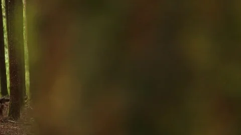 Rainforest tree branch Stock Footage 77049118