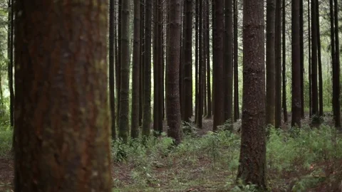 Rainforest tree branch Stock Footage 77049124
