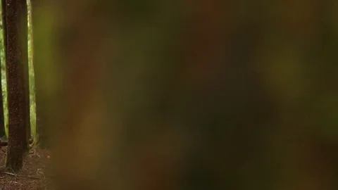 Rainforest tree branch Stock Footage 77049131