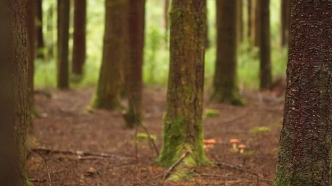 Rainforest tree branch Stock Footage 77049133