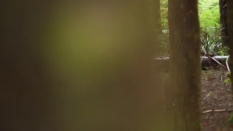 Rainforest tree branch Stock Footage 77049140