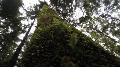 Rainforest tree branch Stock Footage 77049149