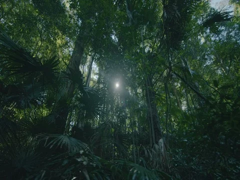 Rainforest Tree Canopy with sun peaking through flaring lens on steadycam gimbal Stock Footage 72325887